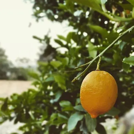 Дом отдыха Mycenae Rustic House, ολόκληρο σπίτι στις μυκήνες Mykines