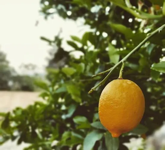Nyaraló Mycenae Rustic House, ολόκληρο σπίτι στις μυκήνες Mykines